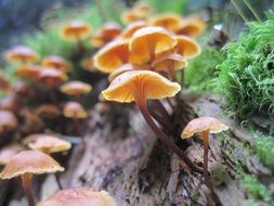 Orange mushrooms grow in the forest