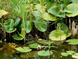 water lilies at bank of pond