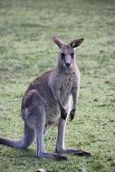 gray kangaroo on a green field in Australia