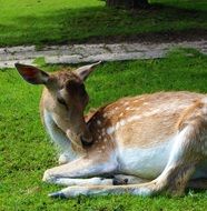 astounding deer animals