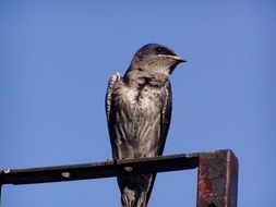 Progne subis or purple martin bird