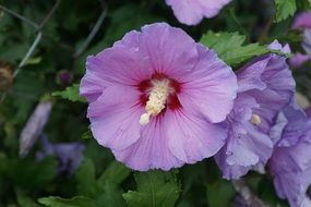 pale purple hibiscus blossoms on a blurred background