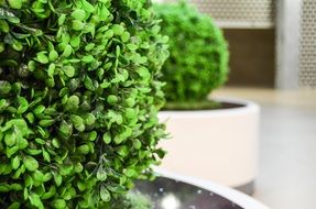 bush, green artificial plant indoor