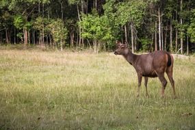 Deer in the the wild nature