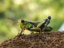 alpine green grasshopper