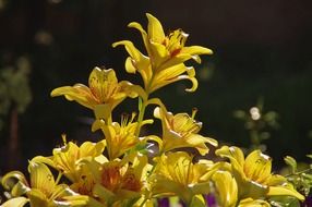 field of yellow lily flowers in nature