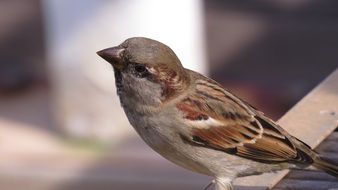 bird on the board