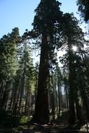 redwood giant trees yosemite park hiking