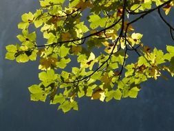 leaves of the mountain maple against the sky