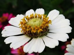 a big wildflower with white petals