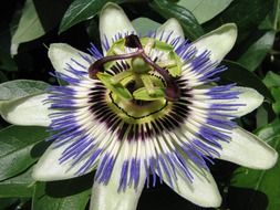 Colorful passion flower