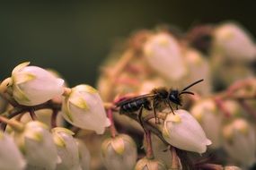 bee on bud macro scene