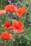 wild poppies on summer meadow