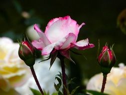 pink rose with two buds close up