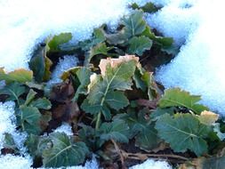 frosty green leaves under the snow