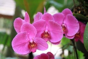 beautiful puprle orchid flowers