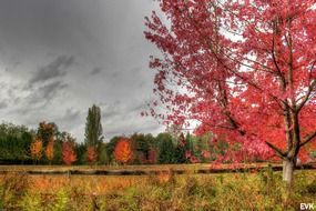 autumn red trees landscape