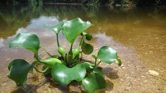 water plant with huge green leaves on a sunny day