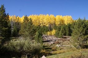 autumn trees in the forest