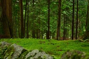 Picture of moss in a forest