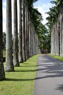 palm alley in Sri Lanka