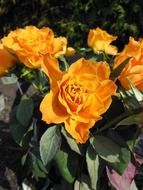 bright orange roses in the garden