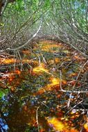 mangrove forest in Florida