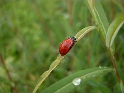 red beetle on meadow grass