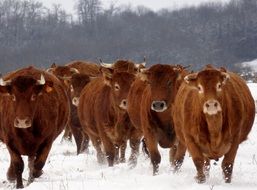 a herd of cows are on the snow in winter