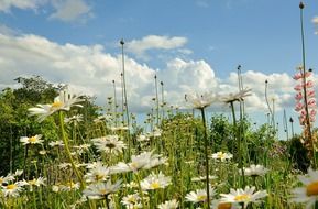 amazing meadow with white daisies