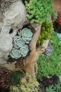 succulents like flowers