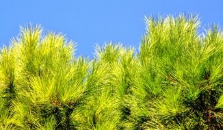 light green needles