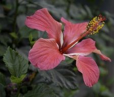 beauty gentle flower