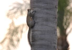 fluffy squirrel on a grey tree trunk