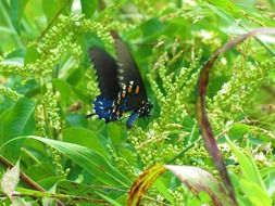 Black butterfly on green plants