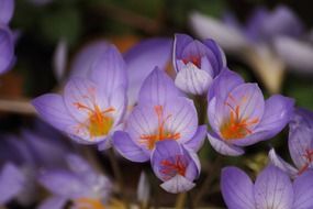 purple krokos flower blossom macro
