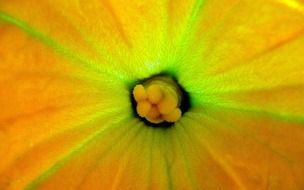 yellow zucchini blossom macro flower