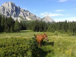 Beautiful, brown hiking horse among the trees in mountains in Friuli Venezia Giulia, Italy