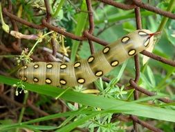 large green spotted caterpillar