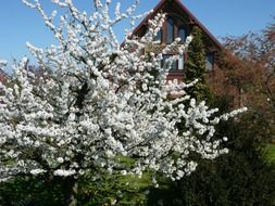 flowering cherry tree in front of the farmhouse