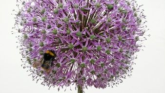 bee on purple round bud