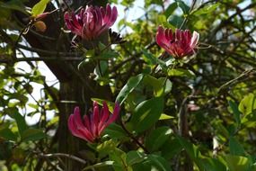 purple buds on a tropical tree