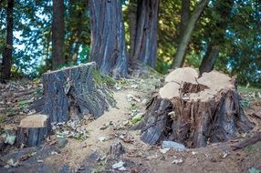 Picture of tree stumps in a forest