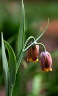 purple tulips with green leaves in the garden