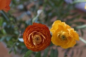 ranunculus flower bloom in the garden