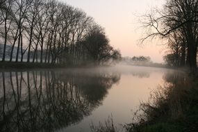 trees by the river in the morning