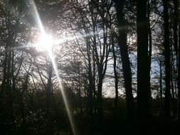 Sunlight through the trees