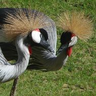 Beautiful grey crowned cranes