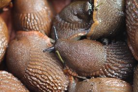 many snails close up