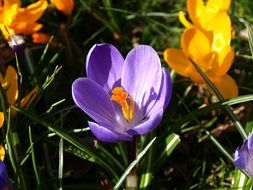 yellow and purple spring crocuses